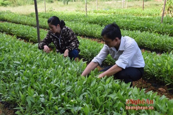 Chăm sóc cây giống lâm nghiệp tại Ban Quản lý khu bảo tồn thiên nhiên Pù Hoạt.