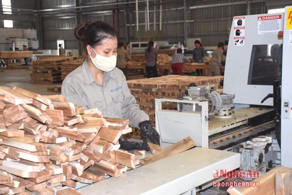 Sản xuất gỗ ghép thanh xuất khẩu tại Nhà máy chế biến gỗ MDF Nghệ An.