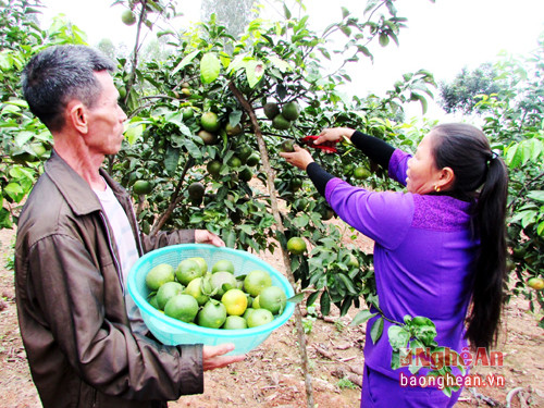 Hai héc ta diện tích trồng cây ăn quả của gia đình anh Phạm Xuân Thủy , xã Quỳnh Thắng, huyện Quỳnh Lưu cho thu nhập 250 triệu đồng/ha.