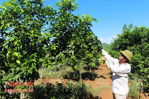 Toàn xã Quỳnh Thắng có khoảng 50 ha diện tích chuyển đổi sang trồng cây ăn quả theo quy mô tập trung. Cây ăn quả mà bà con đang phát triển là cam, quýt và chanh. Những giống cây ăn quả này cho thu nhập cao hơn một số cây ăn quả khác.