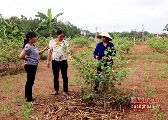 Toàn huyện có 224 mô hình phát triển kinh tế, nhóm nghề có hiệu quả. Từ những nỗ lực trên, gần 6.500 lượt hộ nghèo do phụ nữ làm chủ hộ trên địa bàn huyện được giúp đỡ, nhiều hộ vươn lên thành hộ khá và giàu