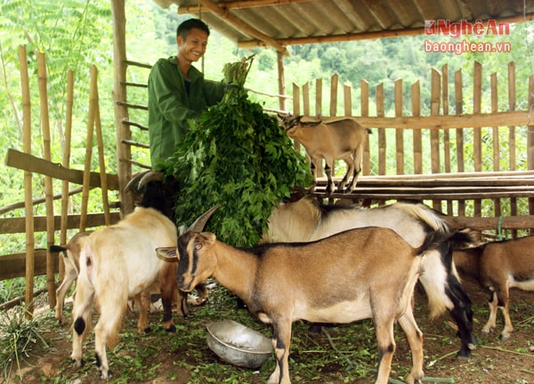 Đàn dê mập mạp, khỏe mạnh này là của vợ chồng anh Vi Văn Châu (sinh năm 1985). Cũng giống như 5 hộ thanh niên cùng chung chí hướng thoát nghèo từ dê trong bản Đình Phong, đàn dê được nuôi từ năm 2013 theo dự án hỗ trợ của Tỉnh đoàn. Thời điểm đó anh được vay vốn 20 triệu đồng đề mua 4 con dê giống, sau 3 năm, anh đã xuất được 5 lứa, mỗi lứa từ 2 đến 3 con. 