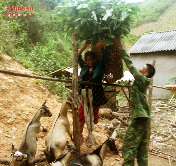 Cùng chung niềm vui thoát nghèo với anh Châu, vợ chồng anh Ngân Văn Dân (sinh năm 1987) và chị Lô Thị Thu (sinh năm 1988) bắt đầu nuôi 3 dê giống từ năm 2013, hiện tại tổng đàn của gia đình đã có tổng 15 con. 