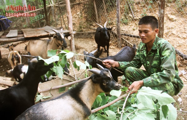 Trước đó vợ chồng chỉ sống dựa vào diện tích trồng lúa rẫy ít ỏi, mỗi vụ dù cố gắng cũng chỉ được 5,6 tạ gạo. Giờ tính ra nuôi dê, chỉ 2 con thì mỗi năm đã cho thu nhập gần tấn lúa. 