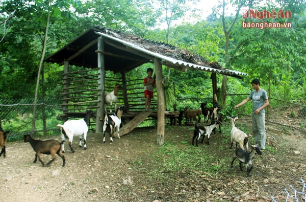 Từ nguồn thu này, gia đình ông đã ổn định cuộc sống, các con ông được học hành, gia đình mua sắm được nhiều tiện nghi đắt tiền như xe máy, ti vi và phương tiện sản xuất. Trong ảnh là đàn dê của gia đình anh La Văn Quý bí thư chi đoàn bản Đình Phong. 