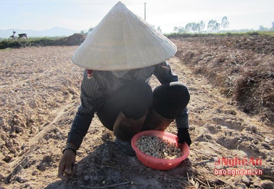 Hành tăm được gieo trước khi trời mưa 