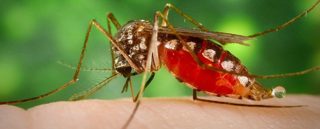 Thử nghiệm thành công 3 mẫu vaccine phòng chống virus Zika - Ảnh 1.