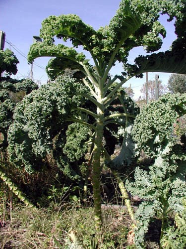 cải xoăn