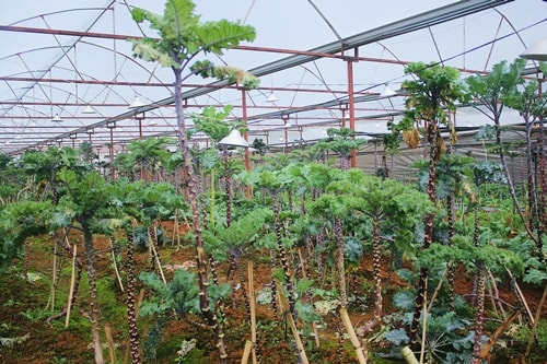 Cải xoăn cho thu hoạch liên tục trong nửa năm sau một tháng chăm sóc.