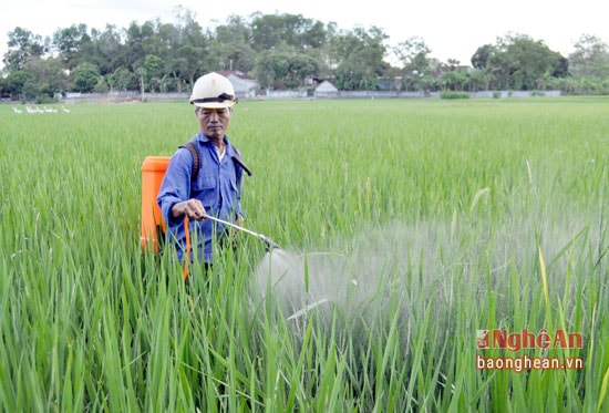 Nông dân phun thuốc trừ sâu hại lúa.