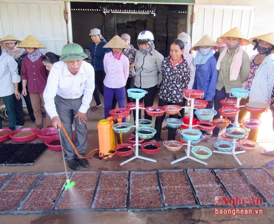 Cách chăm sóc rau mầm được chuyển giao cho bà con nông dân có thể sản xuất theo hướng hàng hóa.