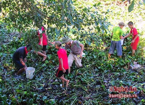 Khu vực sông Bùng, đi qua xã Diễn Quảng, Diễn Châu có lớp bèo rất dày. Là nơi lý tưởng cho cua sinh sống. Hàng ngày có rất nhiều em nhỏ ở xóm 2 Diễn Quảng tập trung bắt cua đồng.