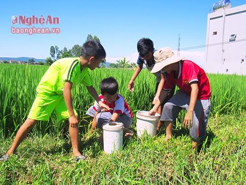 Bắt cua xong các em còn so sánh với nhau xem ai bắt được nhiều hơn. Những ngày thời tiết nắng nóng, giá cua tăng lên, dao động từ 70.000 – 80.000 đồng/kg. Trung bình mỗi em có thể bắt được 1,5 – 2kg cua /ngày. Mang về thu nhập trên 100.000 đồng/ngày. Nếu chuyên cần bắt cua và điều kiện thời tiết không khắc nghiệt, mỗi em có thể kiếm được hơn 2 triệu đồng/tháng.
