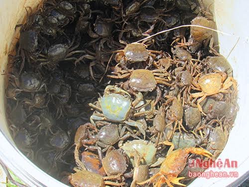 Càng nhiều người bắt, số lượng cua càng “khủng”. Sau khi nhập cho các cơ sở, các em sẽ chia nhau tiền trung bình mỗi em được nhận. Hoặc đưa về cho bố mẹ nấu canh, đưa đi bán.