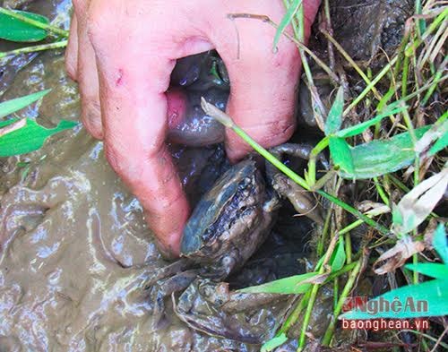Bắt cua đồng là công việc quen thuộc của nhiều trẻ em nông thôn xứ Nghệ
