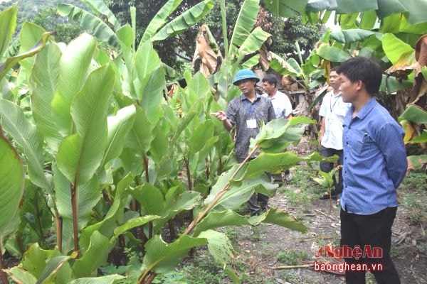 Trồng giong riềng nguyên liệu tại xã Lục Dạ (Con Cuông).