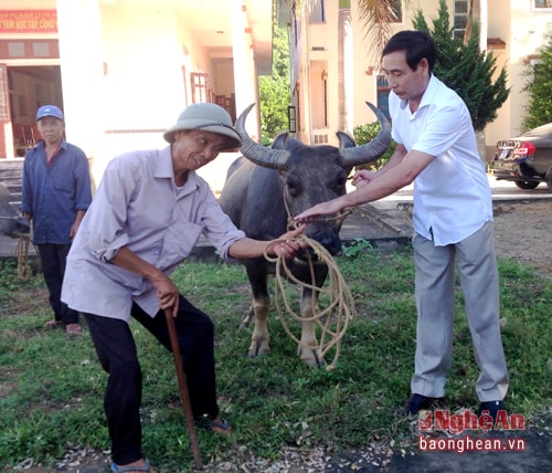 Đồng chí Nguyễn Đình Tùng, chủ tịch UBND huyện trao bò cho người khuyết tật xã Thọ Hợp (Quỳ Hợp)