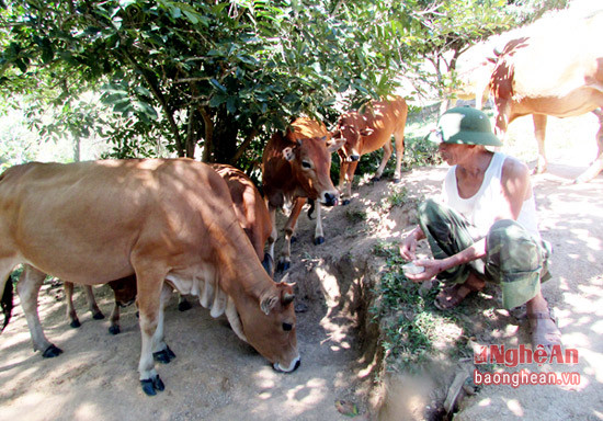 Đàn bò hơn 20 con của ông Yên mỗi năm cho thu nhập hàng chục triệu đồng.