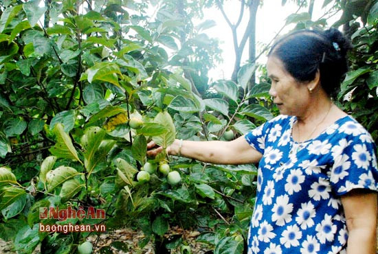 Mô hình hồng không hạt của vợ chồng Nguyễn Thị Diên (xã Thanh Lĩnh) được nhiều người mua giống.