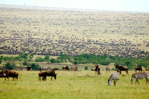 Khu bảo tồn Masai Mara của Kenya, nơi gia đình du khách người Trung Quốc đến thăm. Ảnh: Extraordinary.