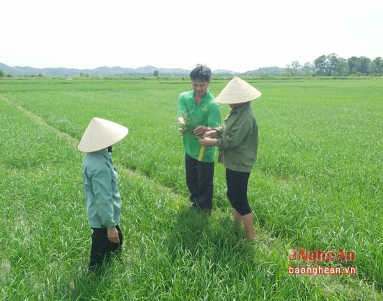 Anh Trần Văn Nam “bám đội, lội đồng” cùng bà con trong thôn