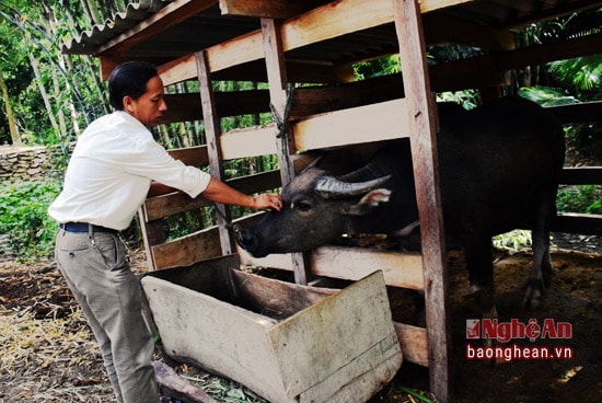 Những năm gần đây, đồng bào Mông ở Lưu Thông trồng cỏ, nuôi trâu, bò nhốt, mang lại hiệu quả kinh tế khá cao. Ông Thò Bá Chò - Bí thư chi bộ cho biết: cả bản có 57 hộ thì có 40 hộ nuôi trâu, bò nhốt. bà con mua trầu, bò mông gầy yếu về, chăm sóc trong khoảng 1 năm bằng cách cho ăn cỏ, cây chuối rừng và ngô... là bán bò thịt, mỗi con lãi từ 10 - 15 triệu đồng.