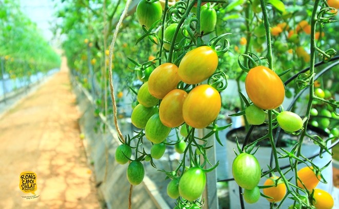 Cà chua bi sạch và có thể ăn thỏa thích tại vườn.