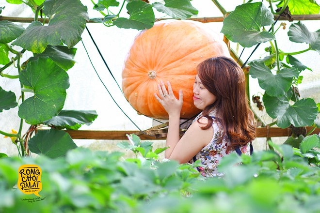   Bức hình chụp bên vườn bí ngô đỏ khổng lồ hết sức ngộ nghĩnh của du khách. 