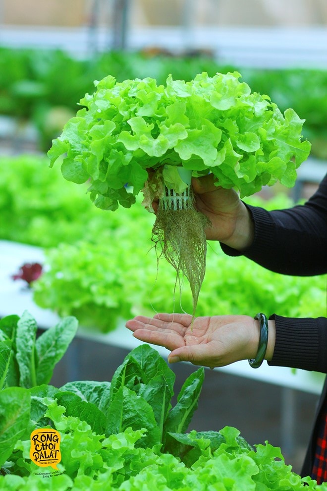 Những cây hoàn toàn sạch và không có dịch bệnh.