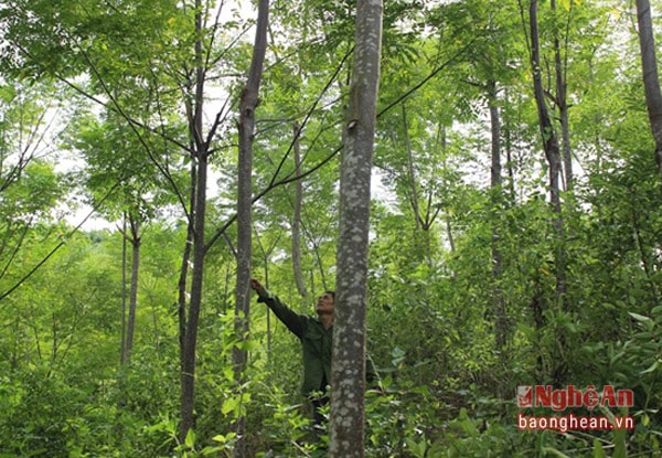 Ngoài diện tích xoan đâu gần thu hoạch ông tân mở rộng trồng xoan thêm 2 ha
