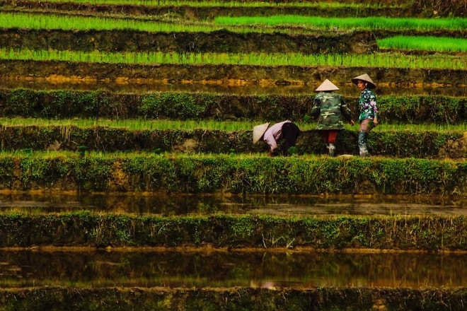 Các nhiếp ảnh gia Thổ Nhĩ Kỳ cũng có cơ hội đến với nhiều cảnh đẹp khác của Việt Nam, trải nghiệm hoạt động sinh hoạt trong đời sống hàng ngày. Trên đây là hình ảnh cấy lúa của những phụ nữ trên các thửa ruộng bậc thang. Hình do nhiếp ảnh gia Banu Cihan chụp.