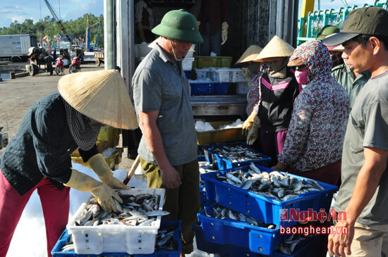 Tàu cá đầu tiên của chuyến biến tháng 8 của ngư dân Quỳnh Long đánh bắt về cập bến tại bờ Nam Lạch Quèn bán cho các đại lý