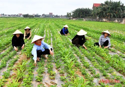 Vụ đông năm nay, huyện Diễn Châu triển khai nhiều chính sách hỗ trợ sản xuất (Ảnh minh họa)