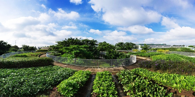 Trong thời gian gần đây, mái trường được trồng các loại rau xanh quen thuộc theo luống.