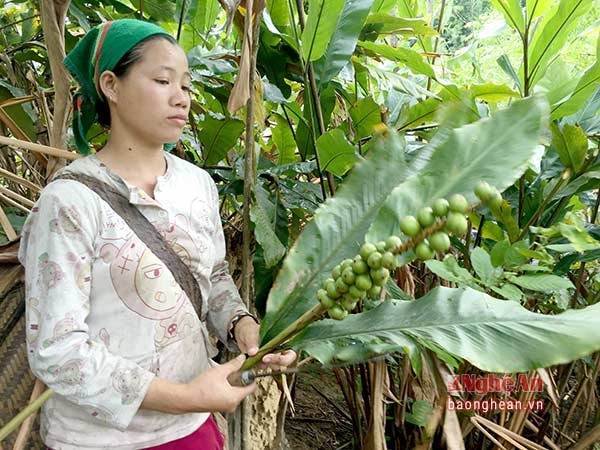  Hiện tại, đồng bào miền núi Quế Phong bước vào vụ thu hoạch cây Bonbo.