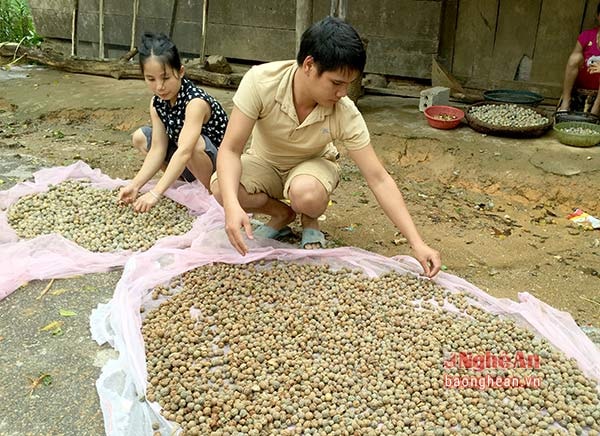 Phơi bonbo trước khi nhập cho thương lái.