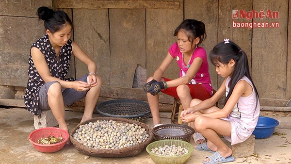 Cả nhà cùng vào mùa thu hoạch, phân loại bonbo