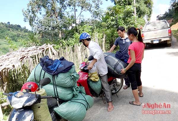 Thương lái vào tận các thôn bản thu mua bonbo cho bà con.