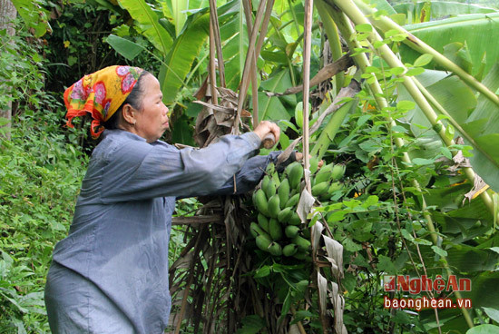 Dịp này người dân trồng chuối ngự ở Piêng Phô đang thu hoạch bán dịp rằm tháng 7. Hiện giá chuối do thương lái thu mua tại nhà là 5 đến 700 đồng/kg chuối.
