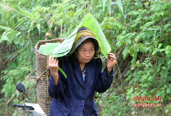 Mặc dù trời có mưa những để kịp ngày xuất cho các thương lái nhiều người phụ nữ vẫn lên nương thu hoạch chuối về nhập.