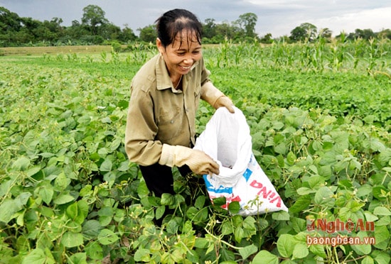 -Người dân các địa phương cũng đang tranh thủ thu hoạch đậu trước đợt mưa bão đang đến.