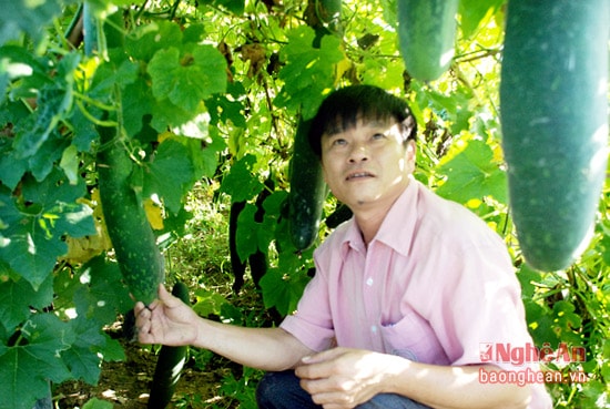 Ông Phan Bá Ngọc ở xã Thanh Liên trồng 2,5 ha bí hè thu cho thu nhập cao.