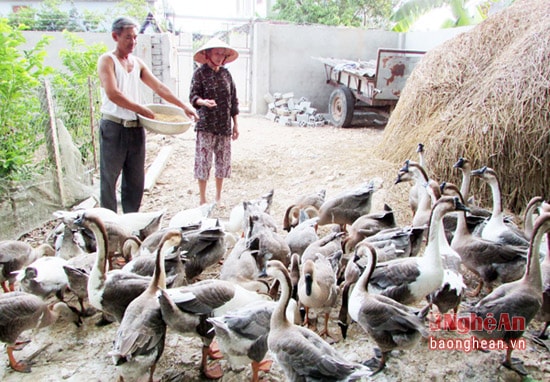 : Riêng chăn nuôi ngỗng để cung cấp con giống, mỗi năm đã cho thu nhập trên 50 triệu đồng.