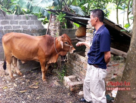 Chăn nuôi bò cũng đang mang lại nguồn thu nhập khá cho gia đình anh Chung hiện nay. 