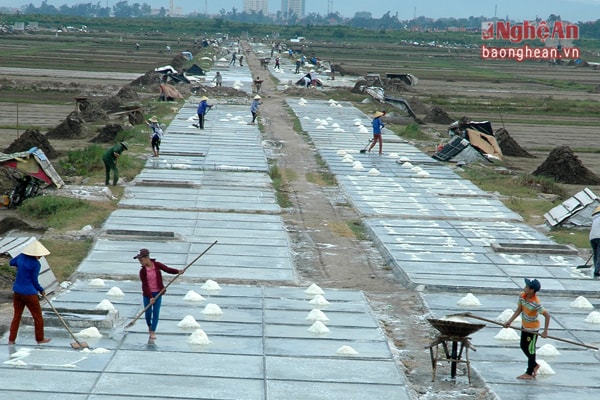 Công đoạn thu hoạch muối.