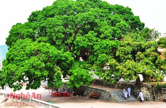Đến nay, qua cả nửa thiên niên kỷ dầu dãi, thiên tai, đạn bom đã làm các gốc đại thụ xưa đi vào lịch sử. Chỉ còn rất ít