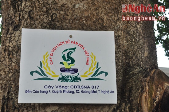 Bảng công nhận cây Di sản được gắn trên thân cây vông