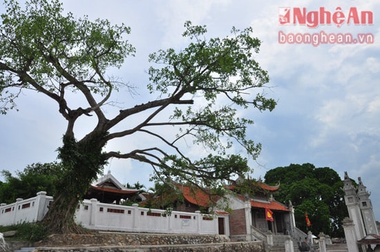 Phía bên trái đền là gốc đa đại thụ, cũng là 1 trong 2 cây Di tích lịch sử văn hoá được công nhận của đền