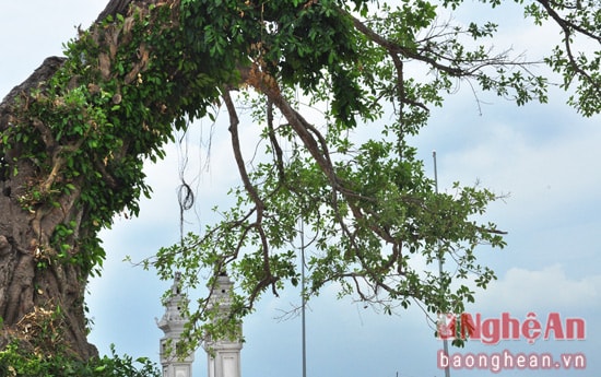 Trải qua hơn 500 năm, gốc đa cổ thụ đã gãy đổ nhiều lần. Nhưng kỳ lạ, mỗi lần gãy đổ, lại thêm nhiều cành mới vươn lên trường tồn cùng thời gian, che chắn cho đền