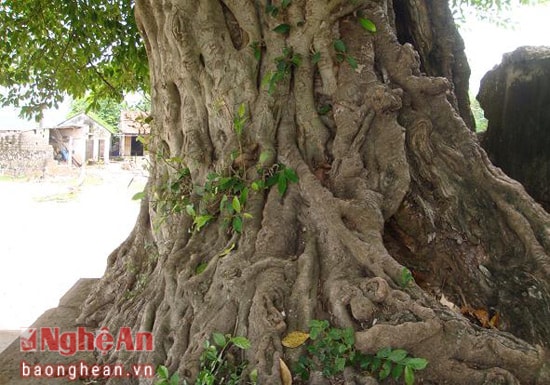 Gốc cây đa cổ thụ đã